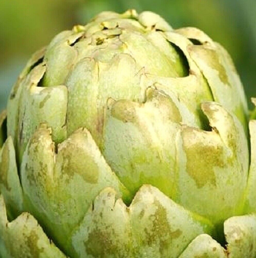 100 Green Globe Artichoke NON-GMO Heirloom Vegetable Seeds | www.seedsplantworld.com