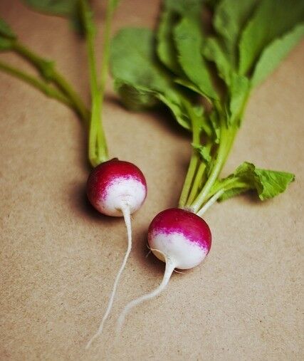 500 Sparkler White Tip Radish Sweet European Red Raphanus Sativus Vegetable Seeds | www.seedsplantworld.com