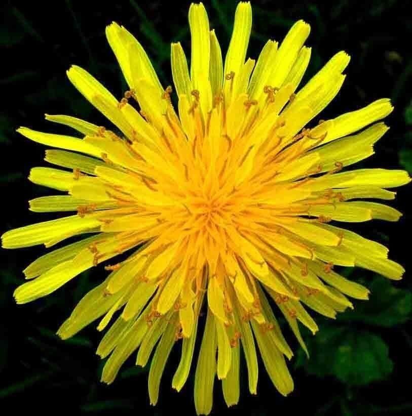 1000 Dandelion Spring Microgreens Salads Herb Organic Perennial Non-Gmo Herb Seeds | www.seedsplantworld.com