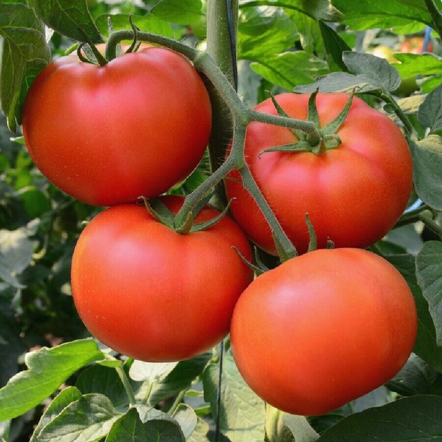 100 Ct Homestead Tomato Garden Heirloom NON-GMO Vegetable Seeds | www.seedsplantworld.com