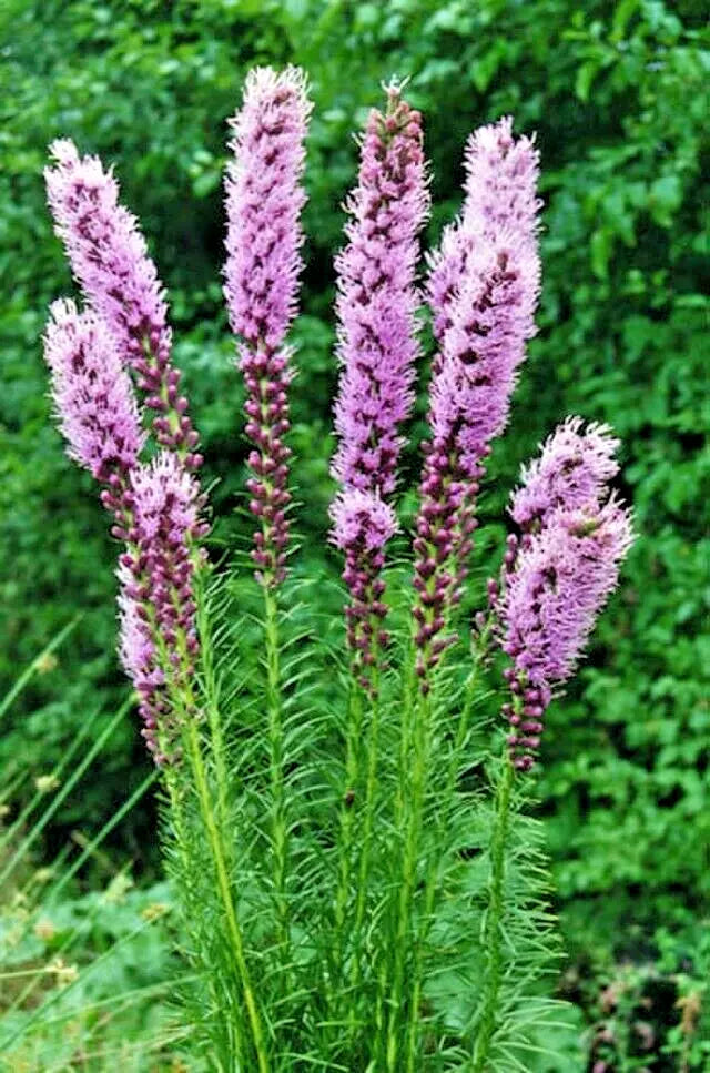 Liatris Spikata 100 Seeds