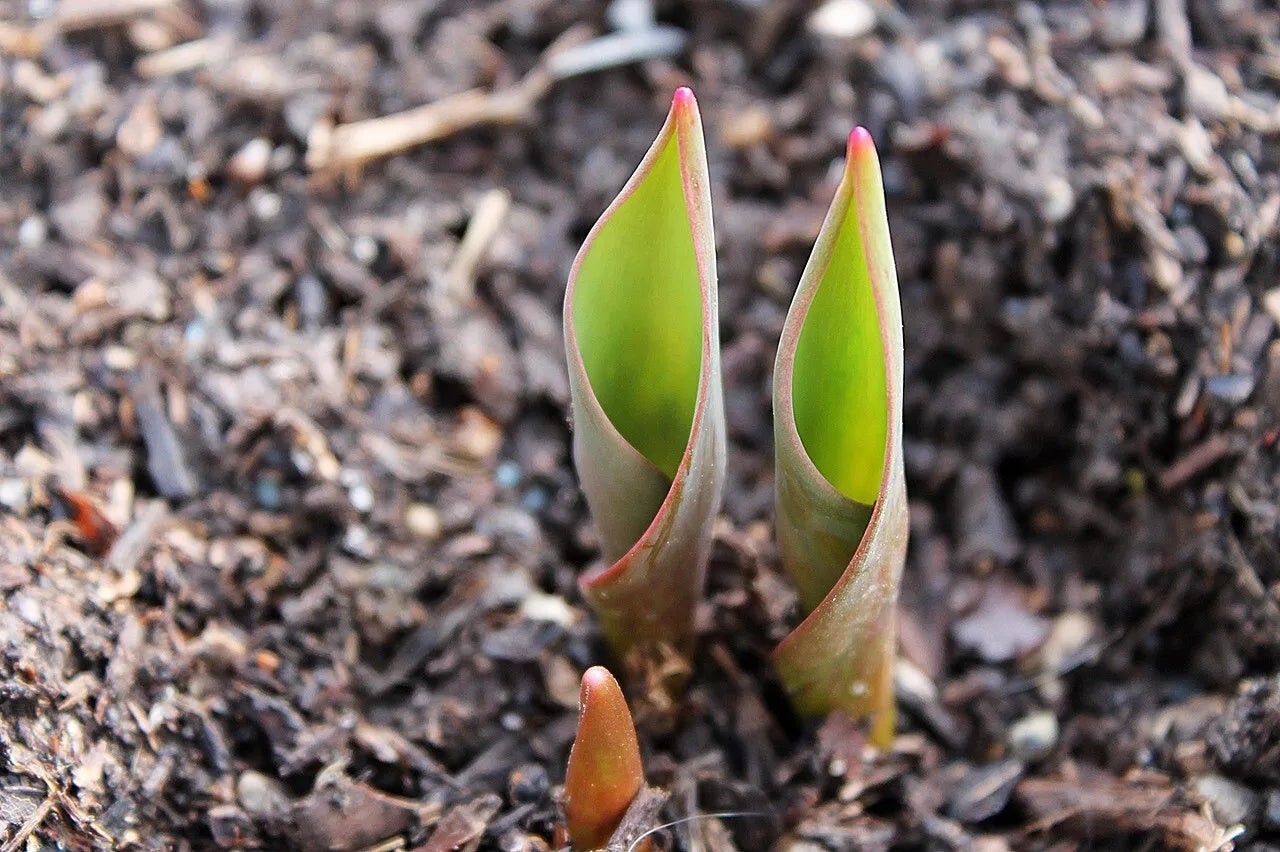 25 Tulip Single Late Stunning Apricot (Size 12/+ Cm) Blubs Plants | www.seedsplantworld.com