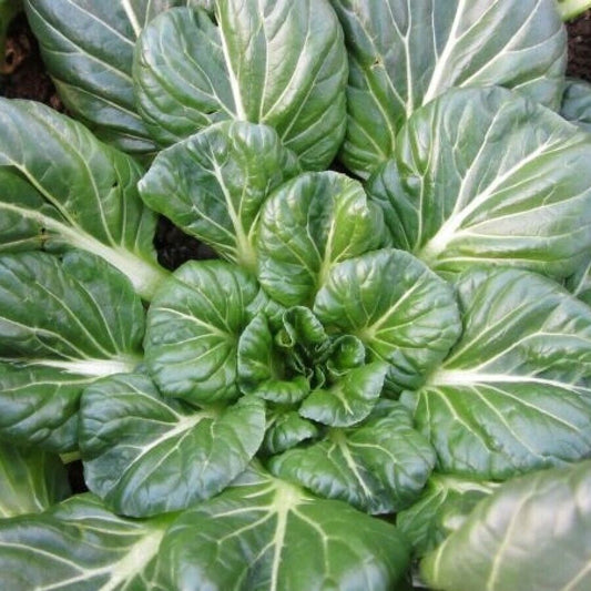 500+ Tatsoi Mustard Asian Chinese Cuisine NON-GMO Vegetable Seeds | www.seedsplantworld.com