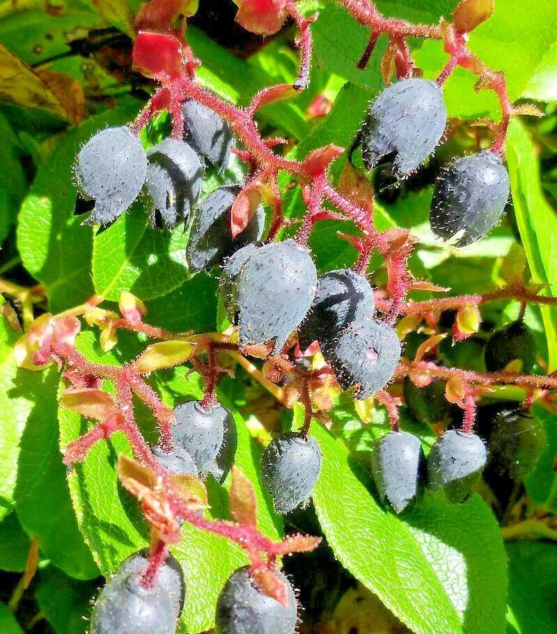 Salal Shalon, Gaultheria 1000 Seeds