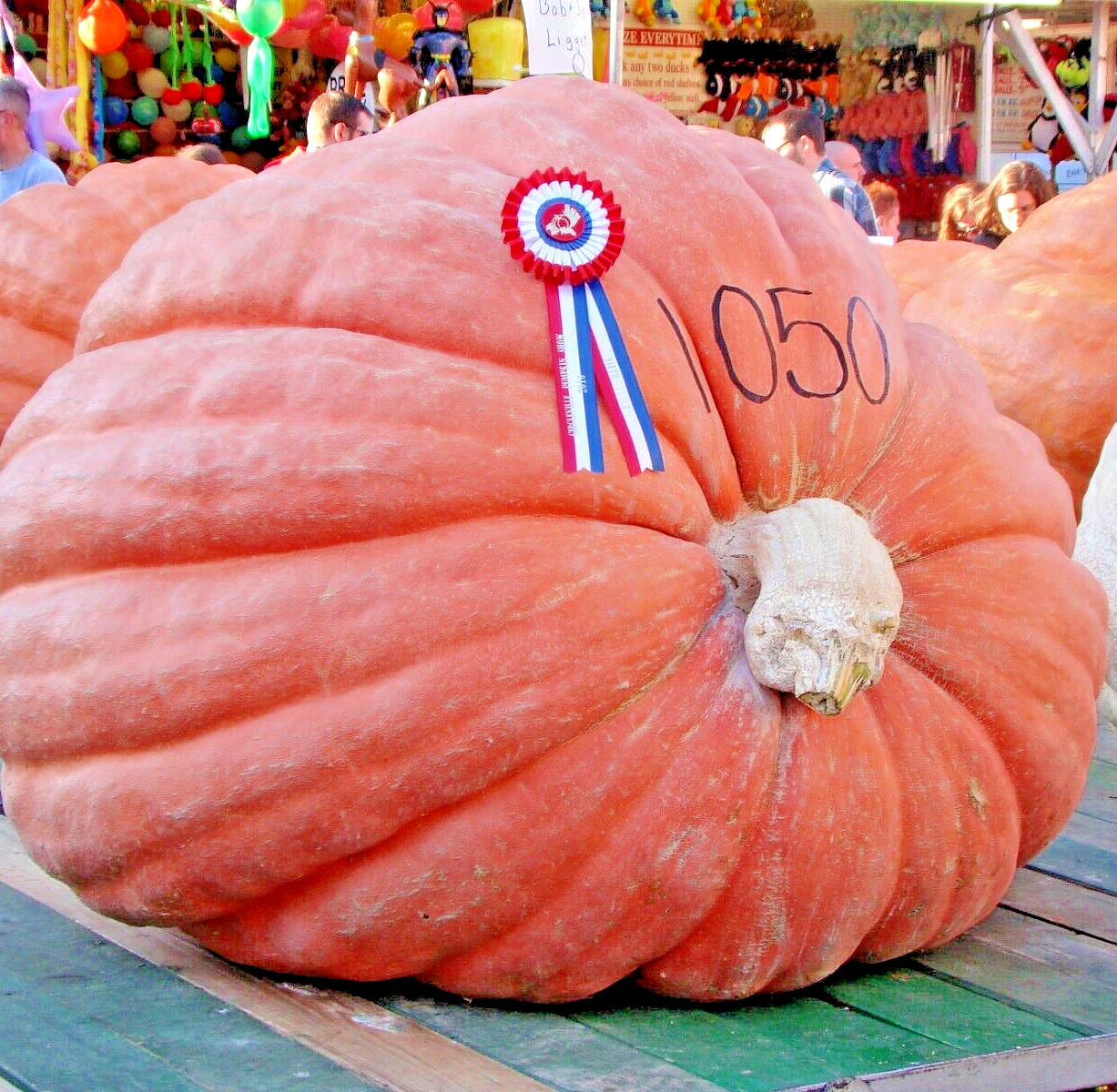 30 Pumpkin Big Max Fruit Seeds | www.seedsplantworld.com