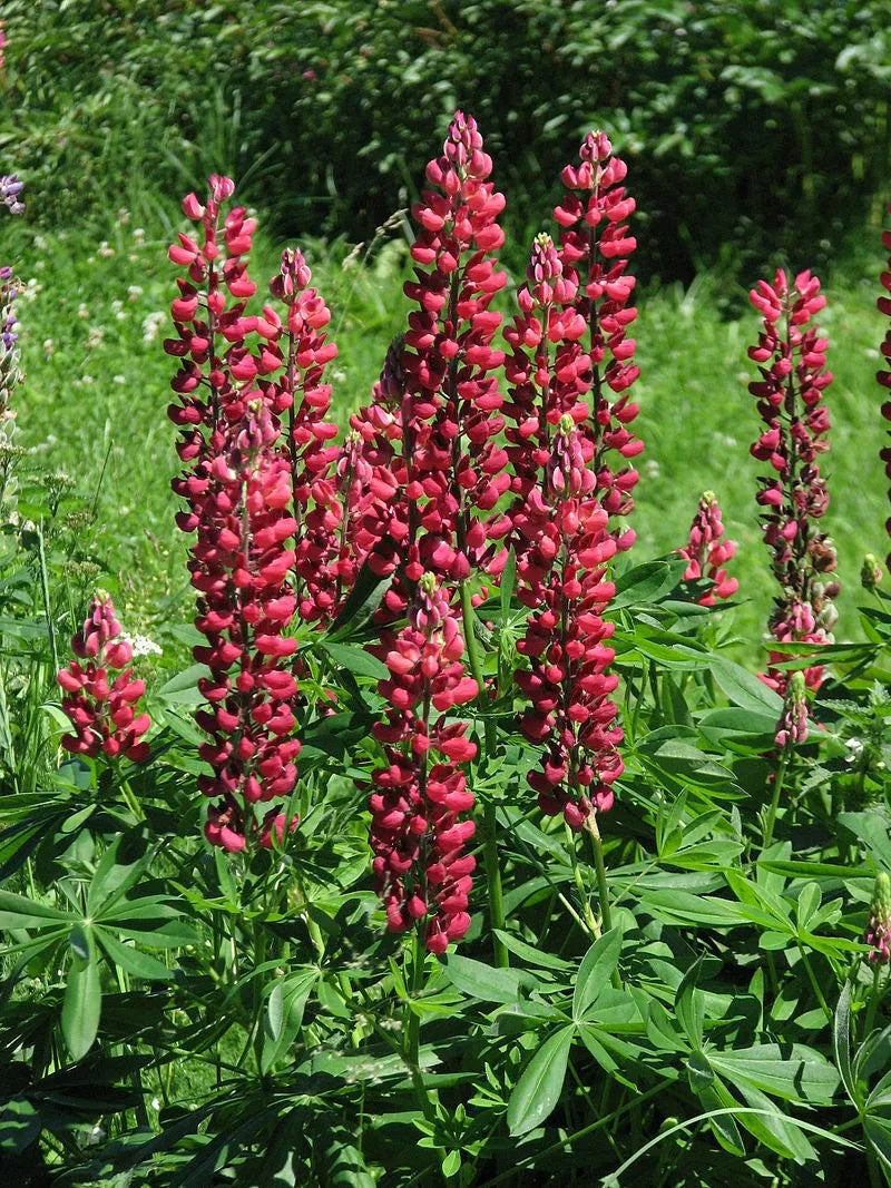 Russell Lupine Mix 50 Seeds | www.seedsplantworld.com