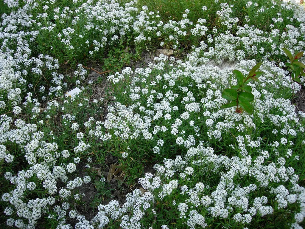 1000 Alyssum Sweet White Flower Fragrant Flower Seeds | www.seedsplantworld.com