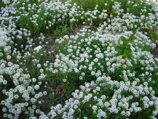 1000 Alyssum Sweet White Flower Fragrant Flower Seeds | www.seedsplantworld.com