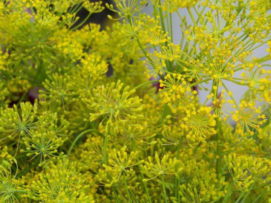 360 Dill Bouquet Dill Organic Herb Seeds | www.seedsplantworld.com