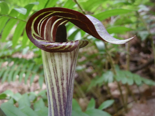 Jack-In-The-Pulpit 5 Bulbs Indian Turnip (Arisaema Triphyllum) Live Plant 8"-2'Ft. In Height