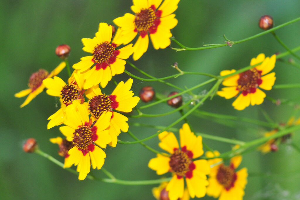 2200 Coreopsis Plains Nice Cut Flower Yellow Flower Seeds | www.seedsplantworld.com