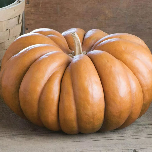 10 Musquee de Provence Pumpkin Seeds Non-GMO Vegetable Seeds | www.seedsplantworld.com