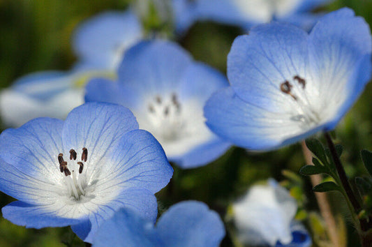 565 Baby Blue Eyes Shade Flower Seeds | www.seedsplantworld.com