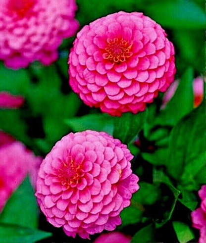 300 Pink Zinnia Flower Seeds