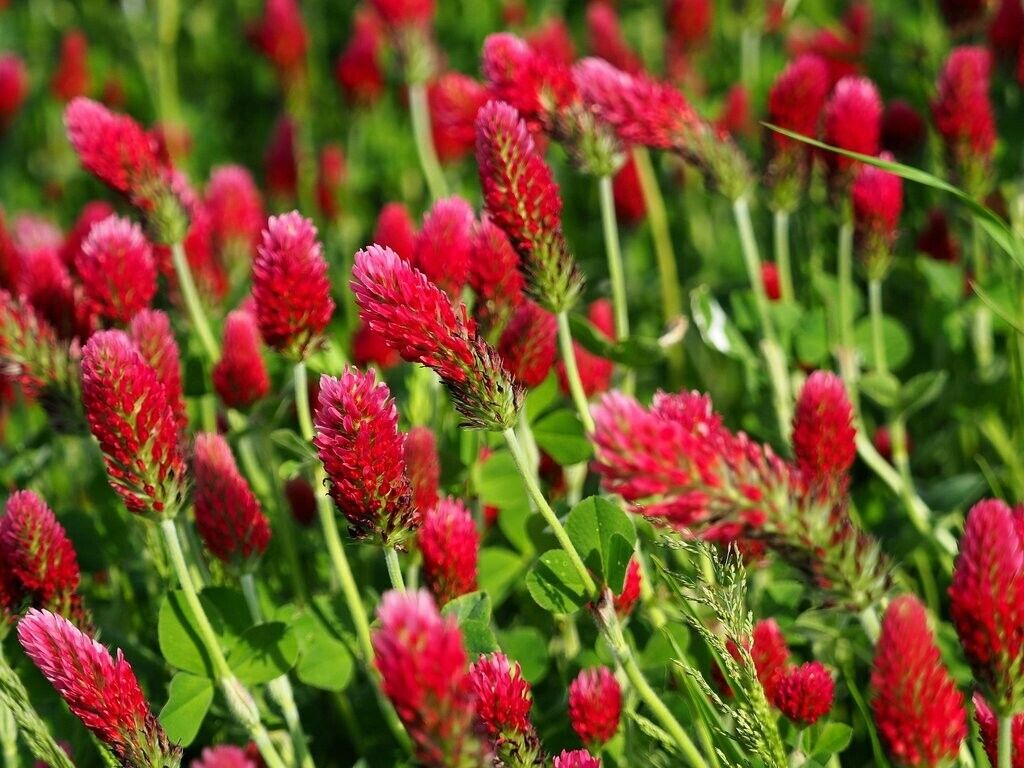 250+ Crimson Clover Red Trifolium Incarnatum Flower Seeds | www.seedsplantworld.com