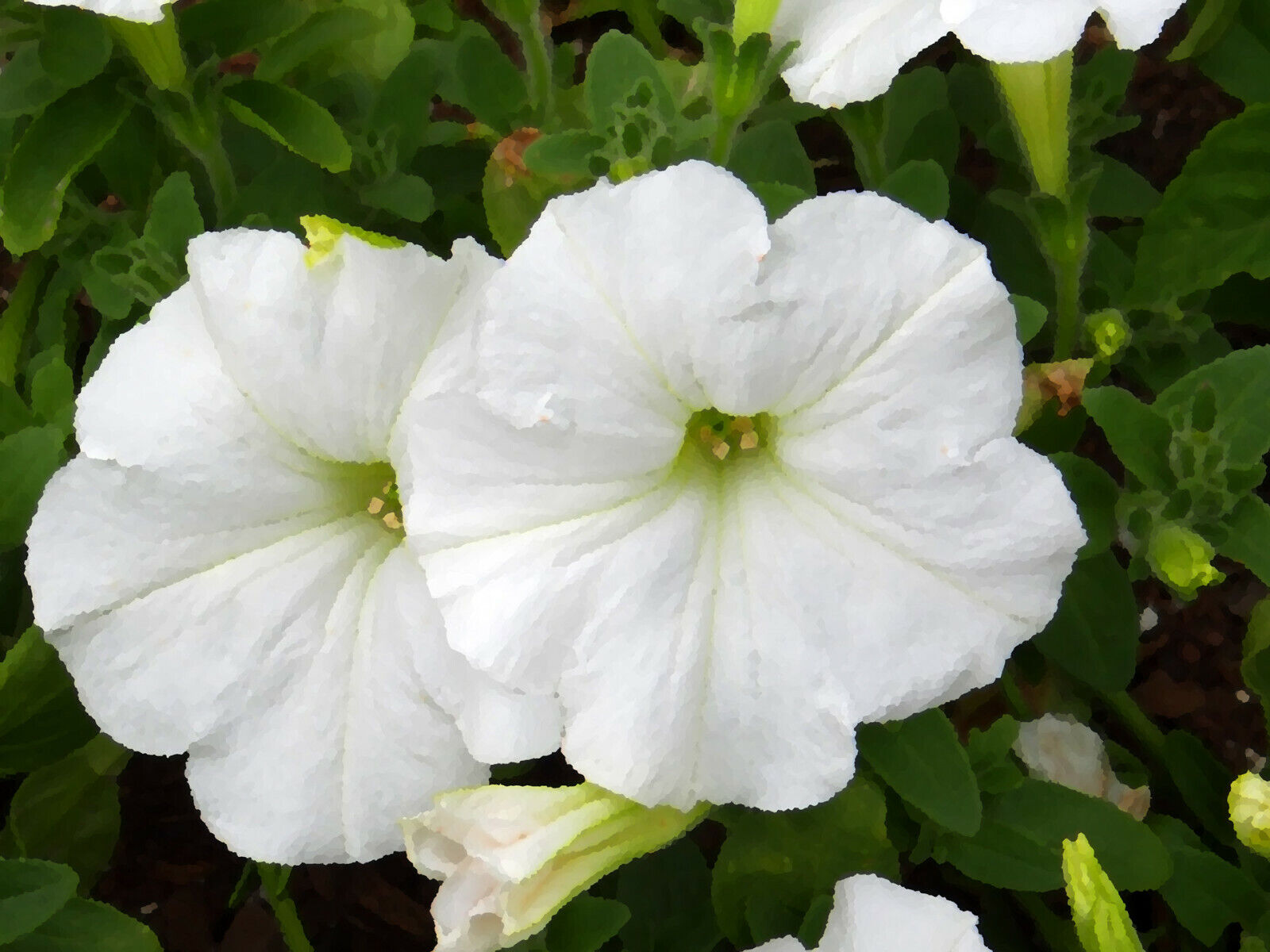 25 White Petunia Grandiflora Large Flower Seeds | www.seedsplantworld.com