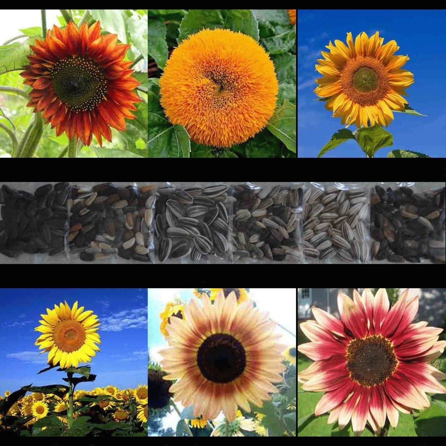 100 Sunflower Rare Mix Beautiful Flowers Blooms Multiple Variety Giant Flower Seeds | www.seedsplantworld.com