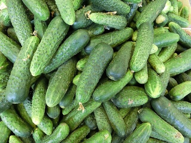 150 Boston Pickling Cucumber Heirloom Cucumis Sativus Fruit Vegetable Seeds | www.seedsplantworld.com