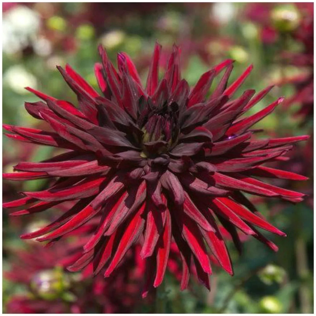 1 Black Narcissus Cactus Dahlia Bulb Tuber Clump Deep Red And Exotic Bulbs Plant