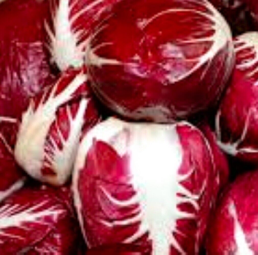 100 Radicchio Palla Rosa Heirloom Vegetable Seeds | www.seedsplantworld.com