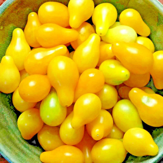 30 Tomato Yellow Pear Cherry Rare Heirloom Garden Non-Gmo Vegetable Seeds | www.seedsplantworld.com