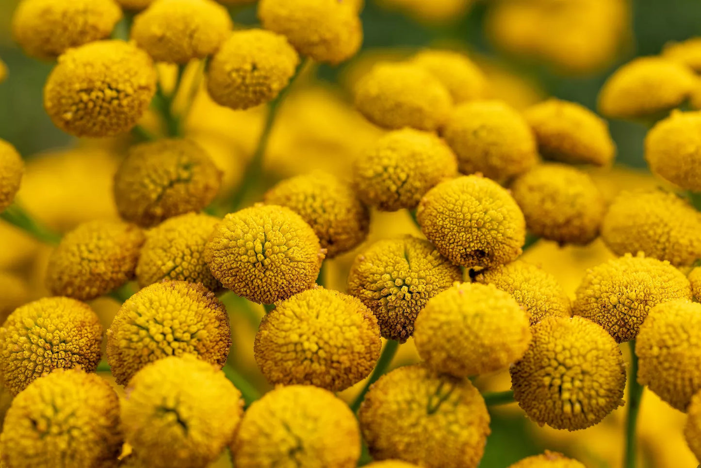 100 Yellow Tansy Double Golden Buttons Fern Leaf Tanacetum Vulgare Flower Seeds | www.seedsplantworld.com