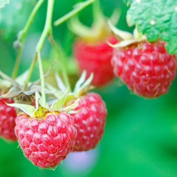 Latham Red Raspberry Extremely Cold Tolerant Potted Fruit Plants | www.seedsplantworld.com