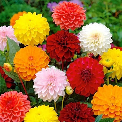 3 Ball Dahlia Mixture Bulb Tuber Clumps Makes A Striking Bouquet Zones 3-10 Bulbs Plant