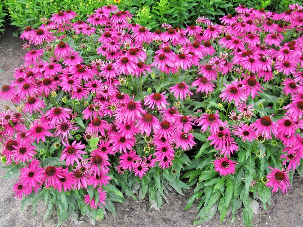 501 Purple Coneflower Flower Seeds | www.seedsplantworld.com