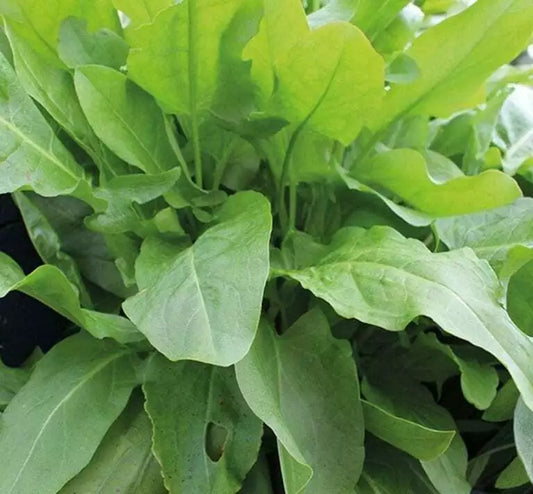 625 Sorrel Large Leaf Lemony Perennial Herb Seeds | www.seedsplantworld.com