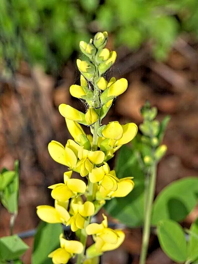 Yellow Indigo 100 Seeds | www.seedsplantworld.com