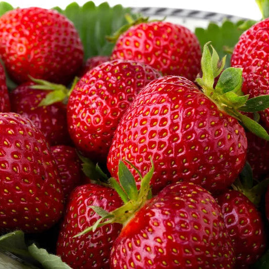 Quinault Ever Bearing Strawberry Plants Great For Hanging Baskets & Containers