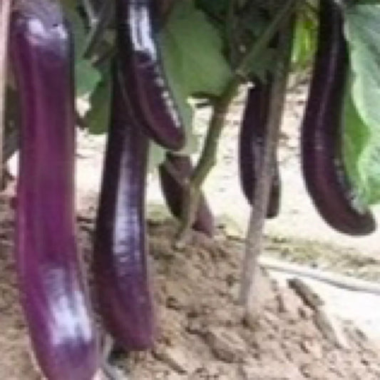 250 Eggplants Seeds Long Purple Eggplants Asian Vegetable Seeds | www.seedsplantworld.com