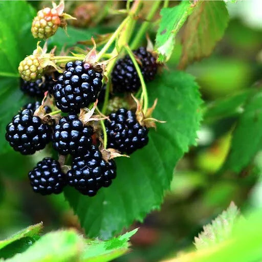 1 Austin Dewberry Live Plant All Natural Grown Makes Great Cobblers Fruit Plant