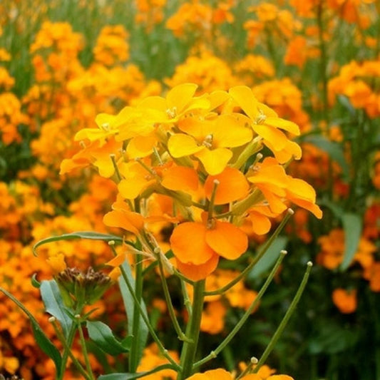 300+ Siberian Wallflower Orange Cut Flower Seeds | www.seedsplantworld.com