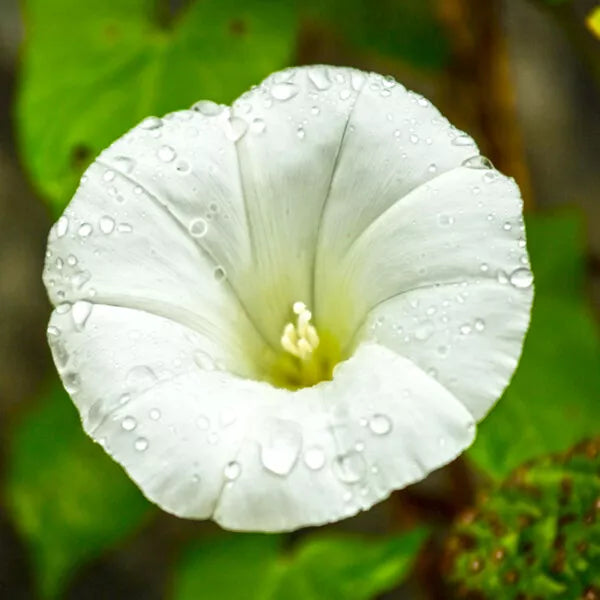 30 Pearly Gates Morning Glory Seeds Non-GMO Flower Seeds | www.seedsplantworld.com