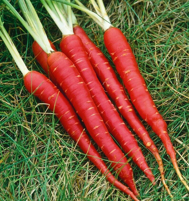 150+ Atomic Red Carrot Daucus Carota NON-GMO Vegetable Seeds | www.seedsplantworld.com