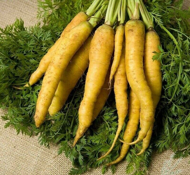 400+ Solar Yellow Carrot Daucus Carota NON-GMO Vegetable Seeds | www.seedsplantworld.com