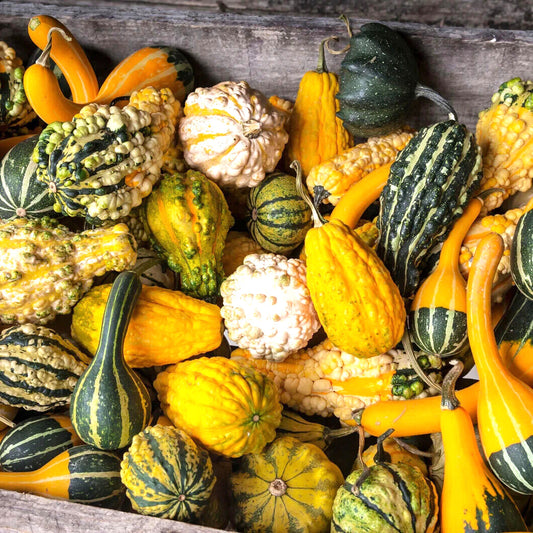 15 Gourd Small Gourd Mix Vegetable Seeds | www.seedsplantworld.com