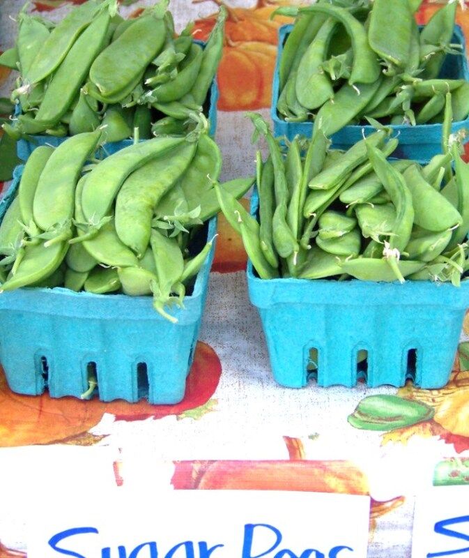 100 Pea Oregon Sugar Pod Snow Vegetable Seeds | www.seedsplantworld.com