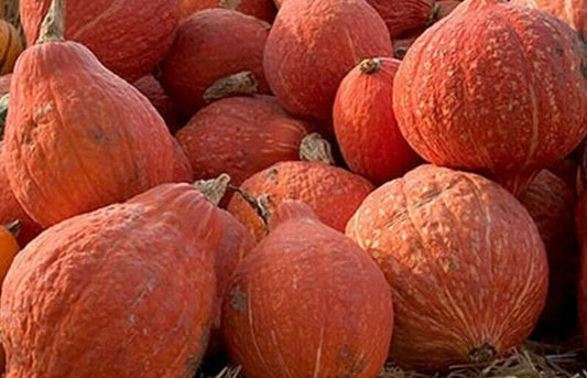 15 Ct Squash Golden Hubbard Winter NON-GMO Vegetable Seeds | www.seedsplantworld.com