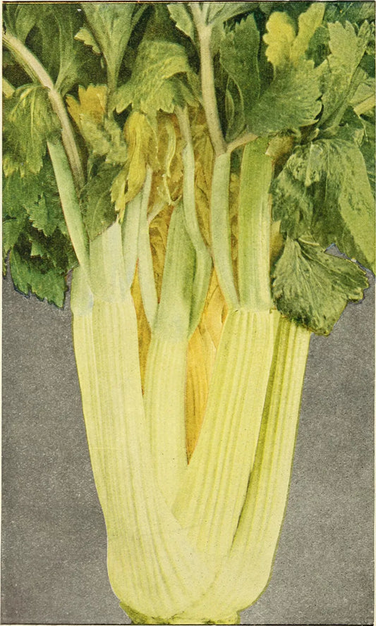 1000 Golden Self-Blanching Celery Burpee Dwarf Apium Graveolens Vegetable Seeds | www.seedsplantworld.com