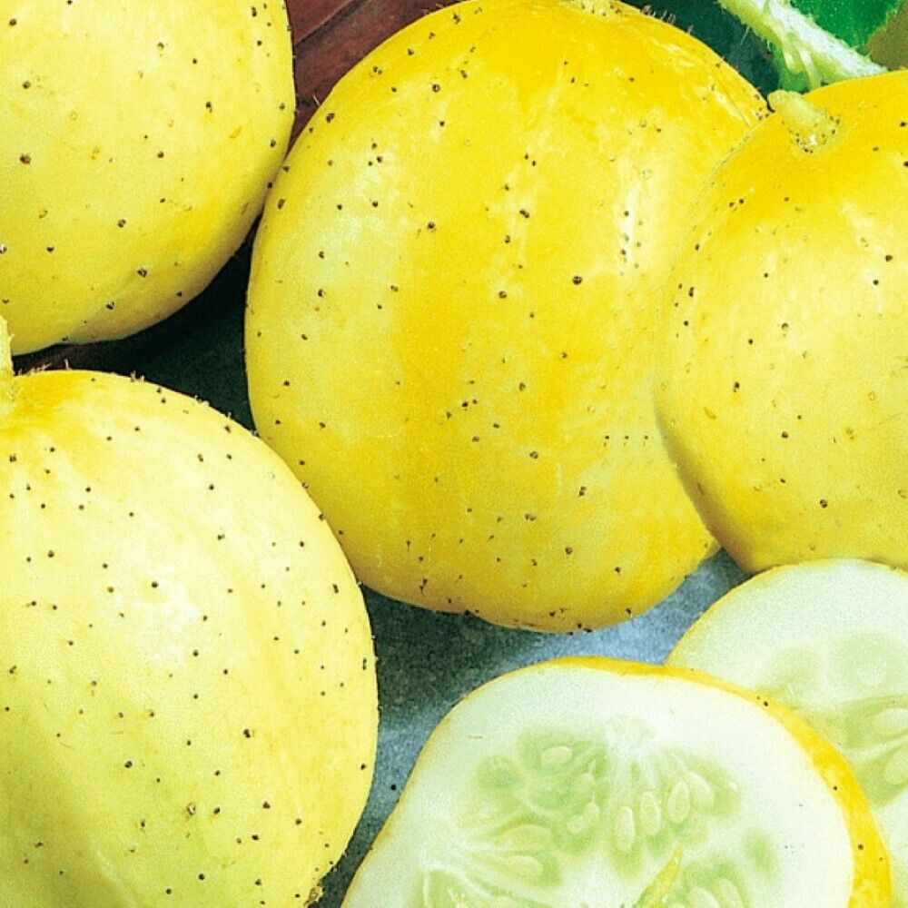 100 Lemon Cucumber NON-GMO Heirloom Vegetable Seeds | www.seedsplantworld.com