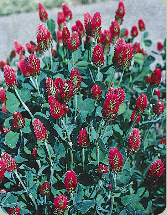 360 Clover Crimson Clover Full Sun Red Attrracts Bees Flower Seeds | www.seedsplantworld.com