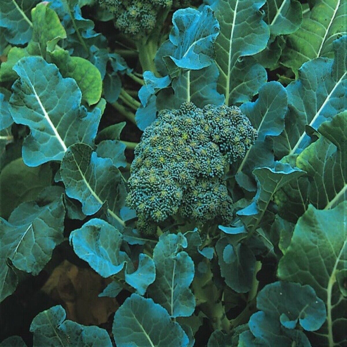 600+ De Cicco Broccoli NON-GMO Italian Heirloom Vegetable Seeds | www.seedsplantworld.com