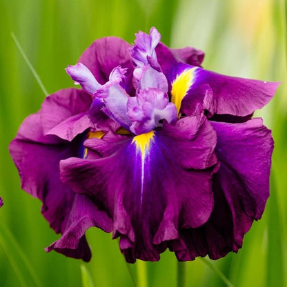 1 Japanese Iris Blueberry Pie Bare Root Rhizome Huge 6" Perennial Blooms Rooted Plant