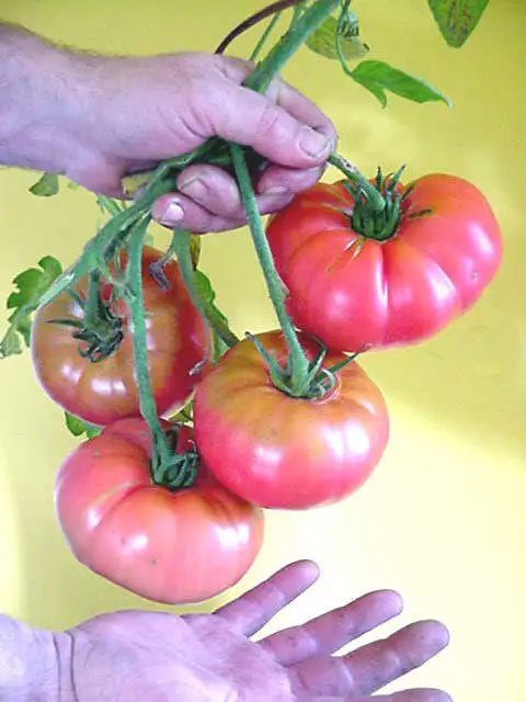 50 Giant Belgian Pink Tomato Huge Pink Skin Lycopersicon Fruit Vegetable Seeds | www.seedsplantworld.com