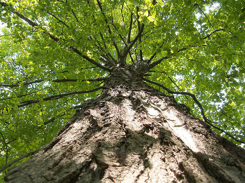 25 Sugar Maple Syrup Tree Native Rock Fall Color Acer Saccharum Seeds | www.seedsplantworld.com