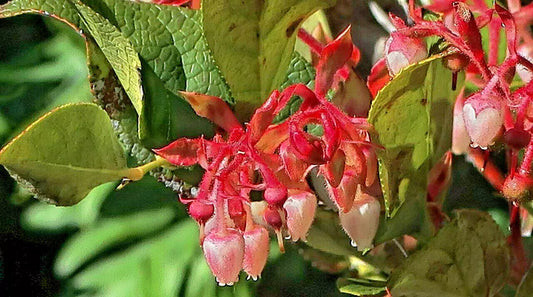 Salal Gaultheria Shalon 1001 Seeds