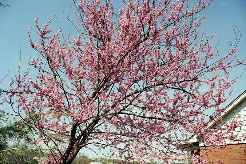 40 Redbud Eastern Redbud Tree Pink Flowers Tree Seeds | www.seedsplantworld.com